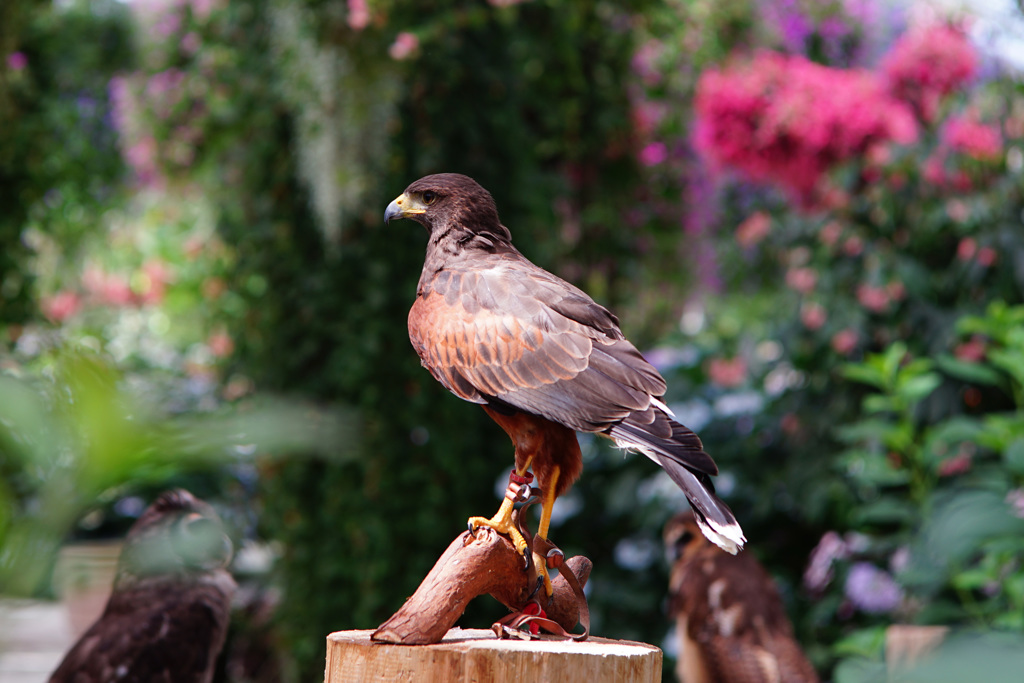 花と鳥