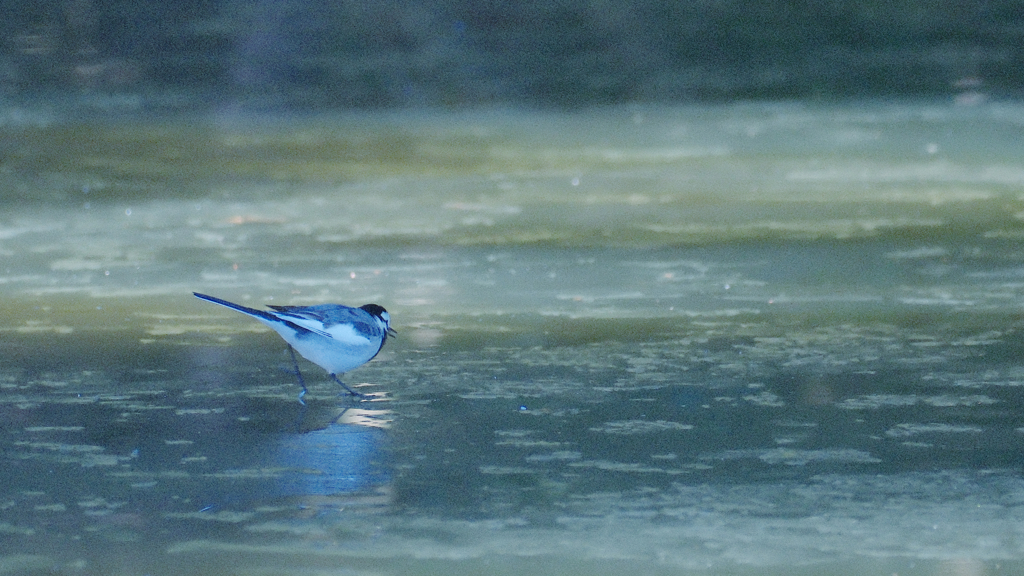 氷上の鶺鴒