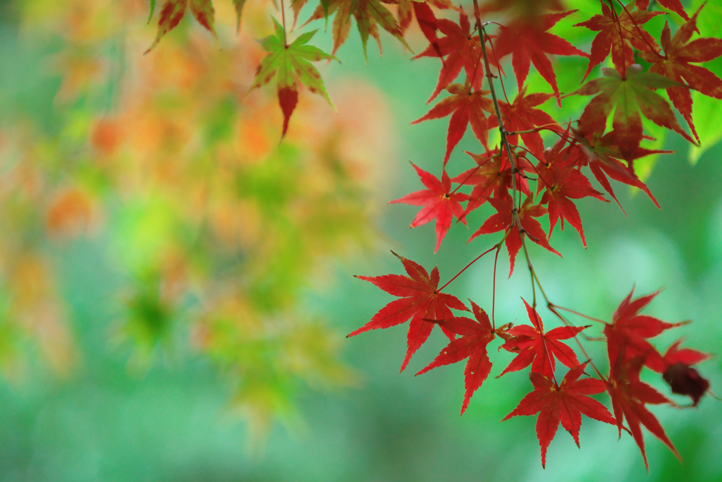 Japanese maple　２