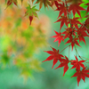 Japanese maple　２