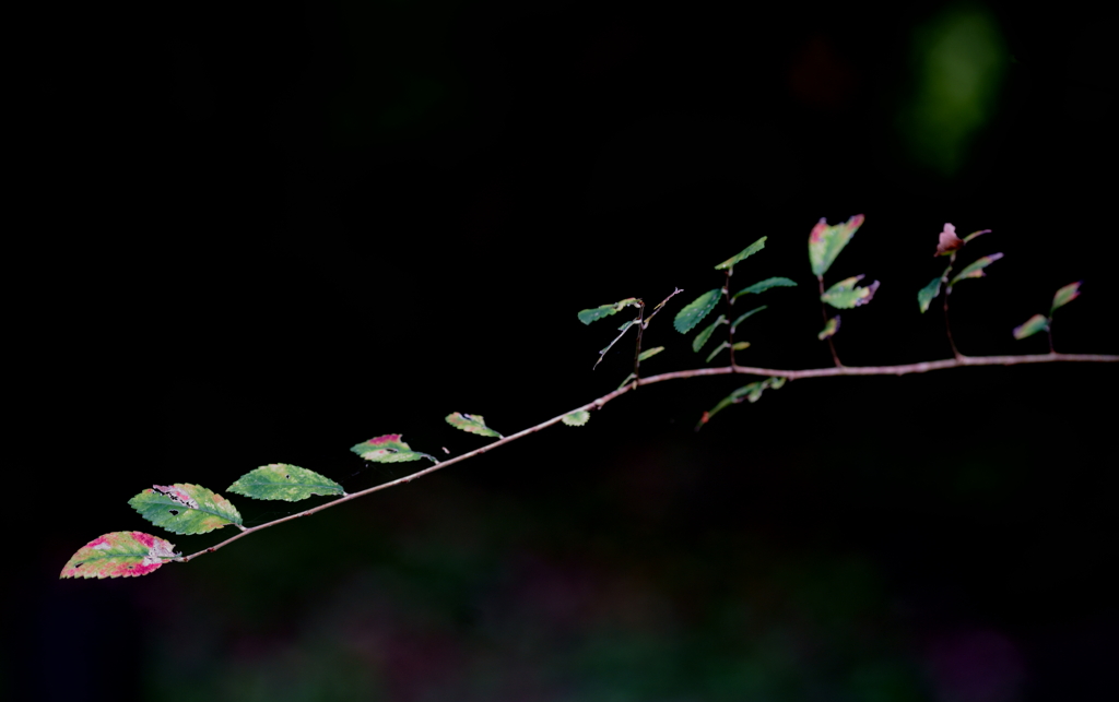64 (ロクヨン）