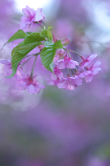 河津桜が好き