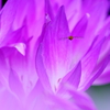 dangerous beauty