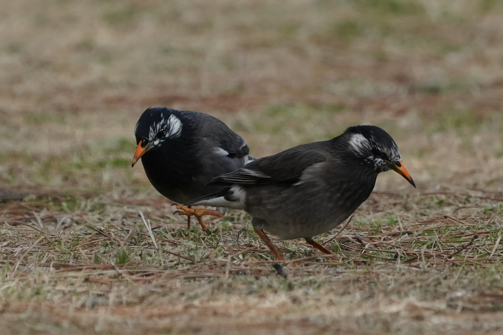 「おっ、なんかあったぞー」「こっちにもあったー」