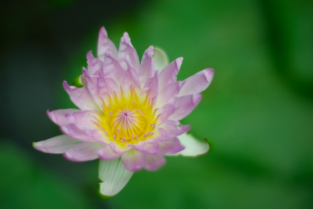 Water lily