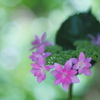 紫陽花の森