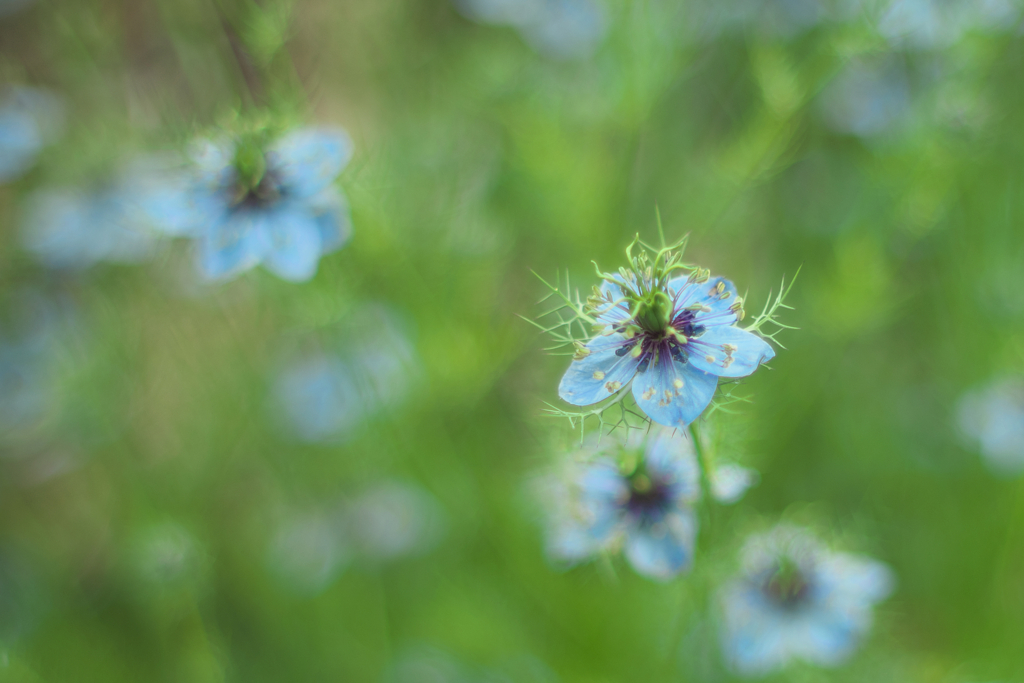 blue dreams