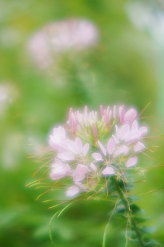 Small love