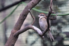 動物園の鳥さん　15 　アカモズ
