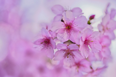 東大山河津桜祭　