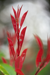 red leaves