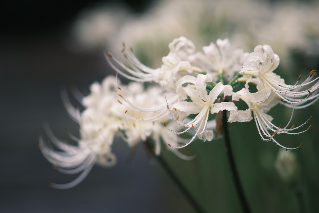 曼珠沙華・白