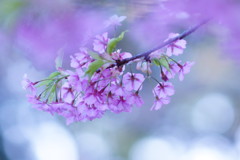 一房の河津桜