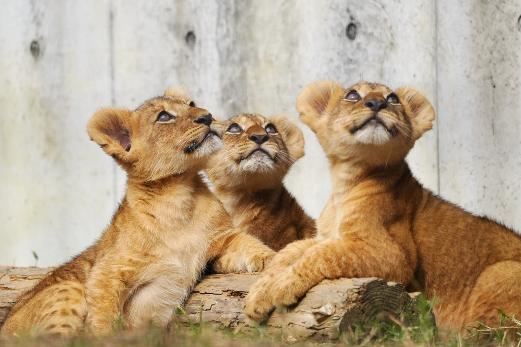 デン　アル　ベガ