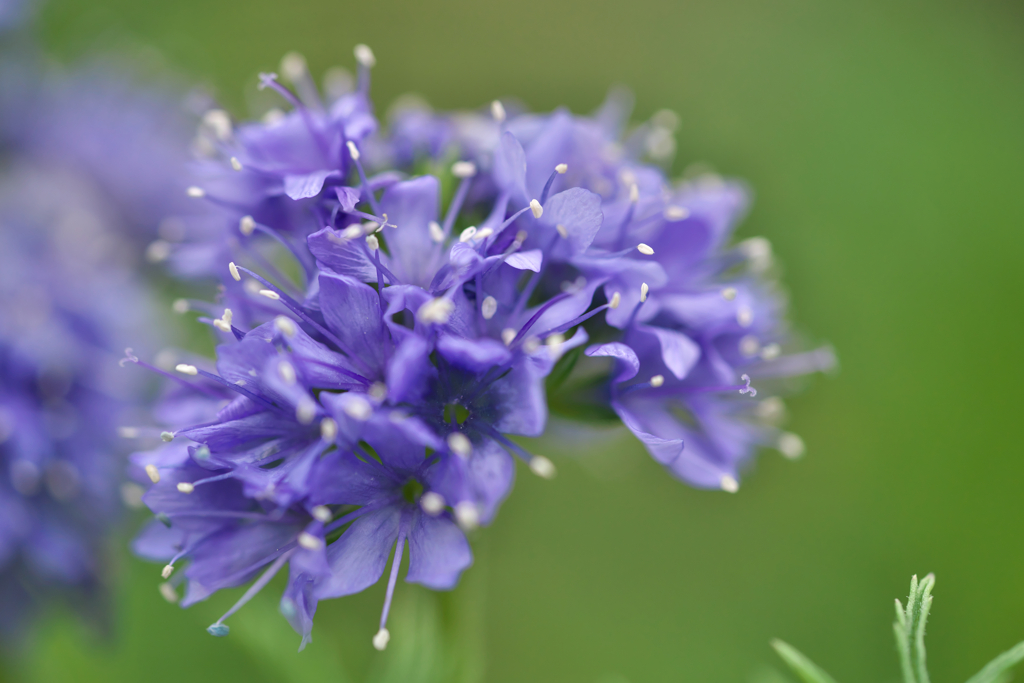 紫の花