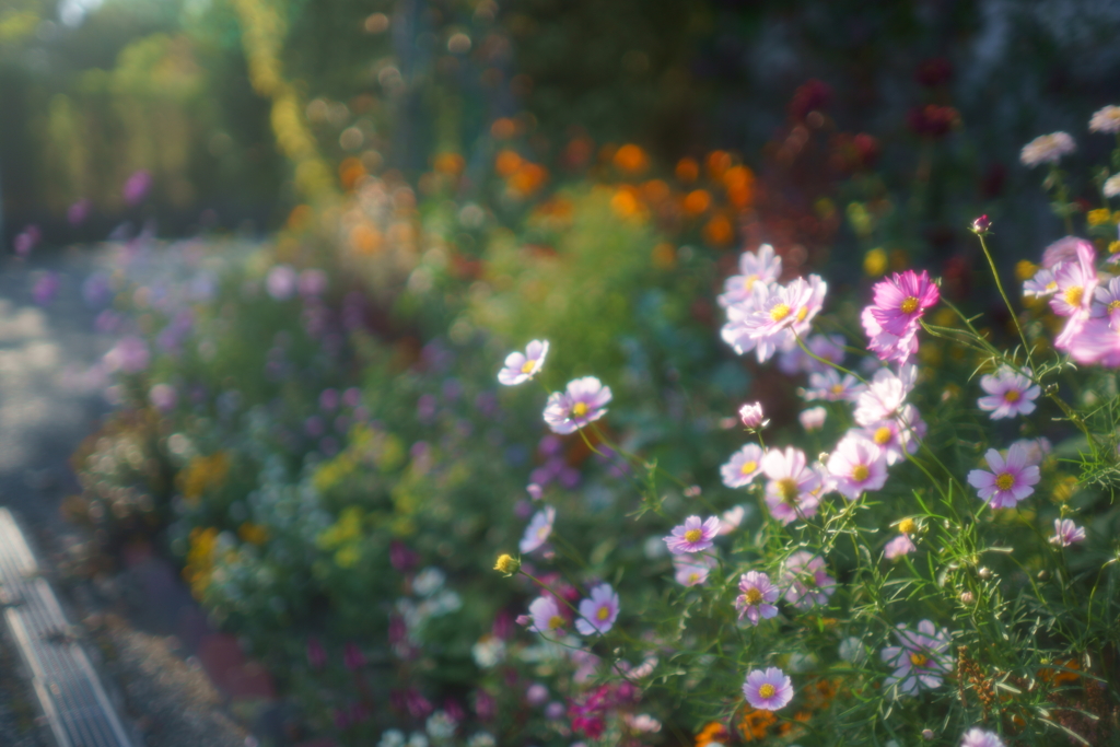 flower garden