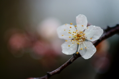 モモの花