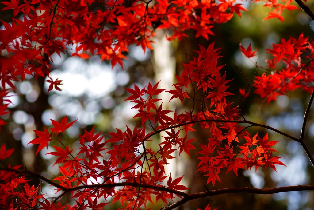 autumn leaf season