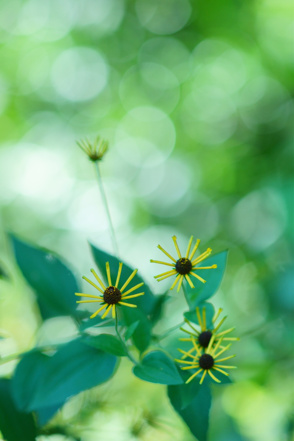 小さな太陽の花
