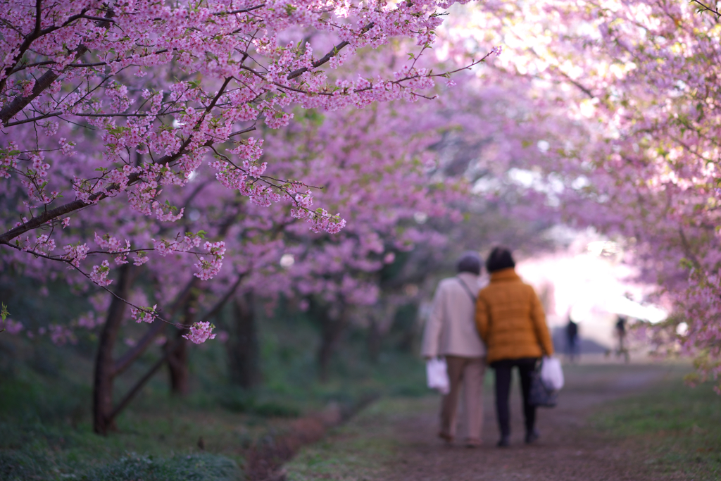 桜アーチ