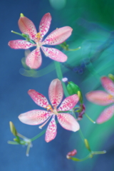 檜扇