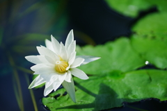 スターホワイト