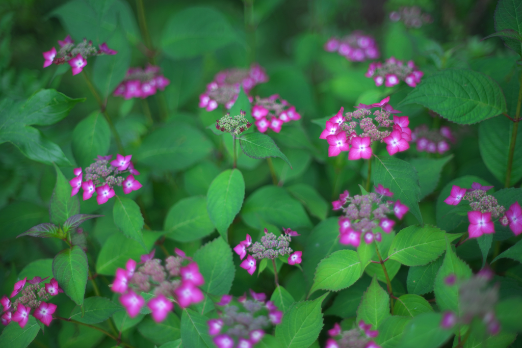 紫陽花の季節
