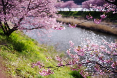 春が来た～！