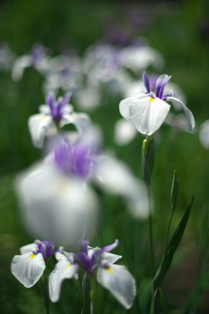 花菖蒲