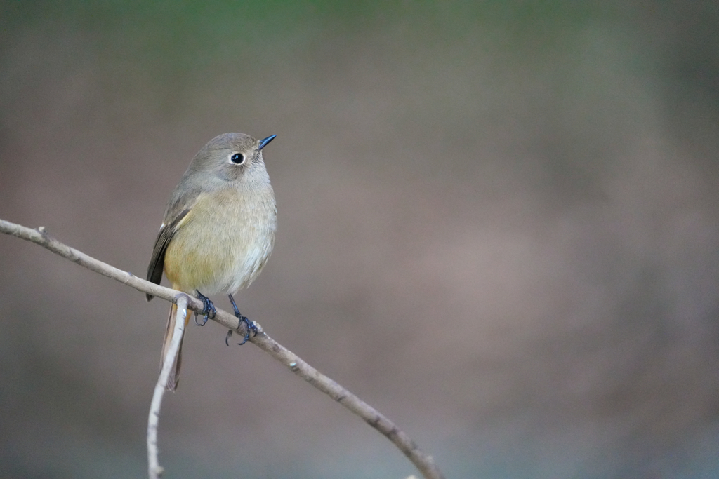 公園のジョビ　3