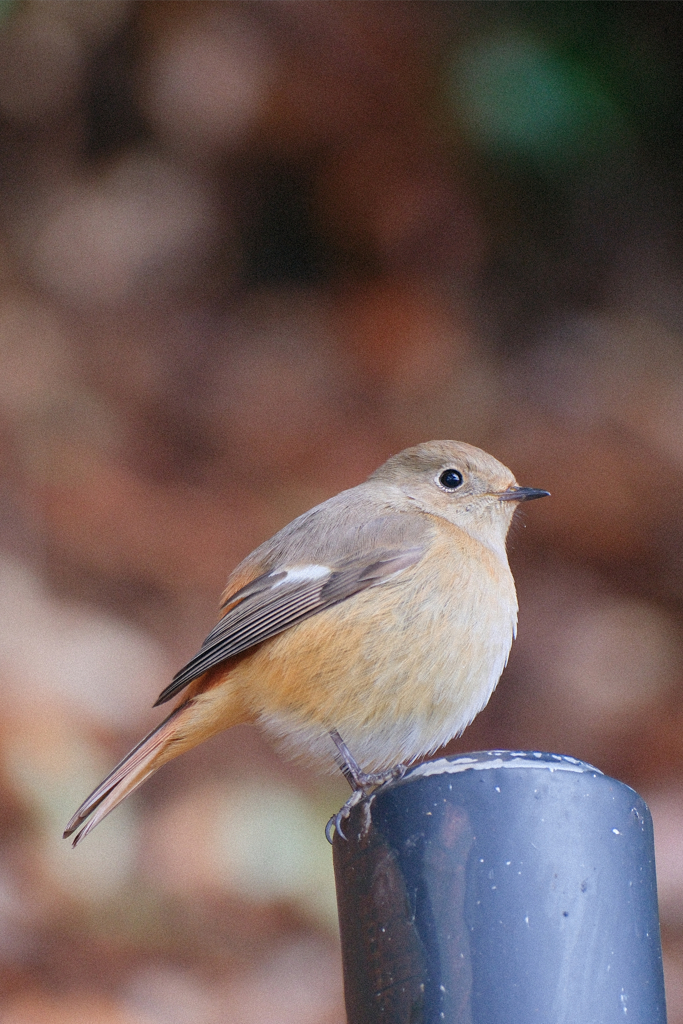 動物園の鳥さん　12 ジョビ子