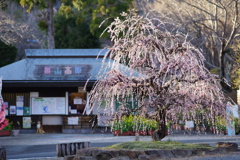 花の奥山高原にて