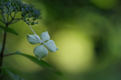 Hydrangea