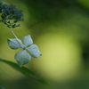 Hydrangea