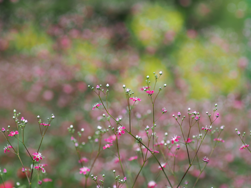 Baby's breath