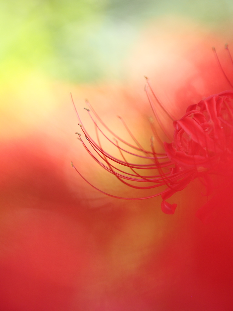 思い出の花