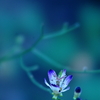 Like a jewel