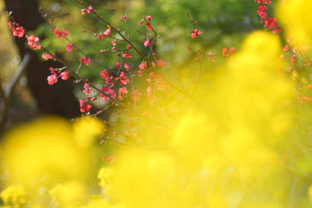 菜の花と木瓜