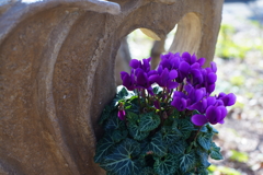 ブルーシクラメン