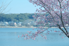 湖と桜と