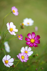 秋に咲く桜