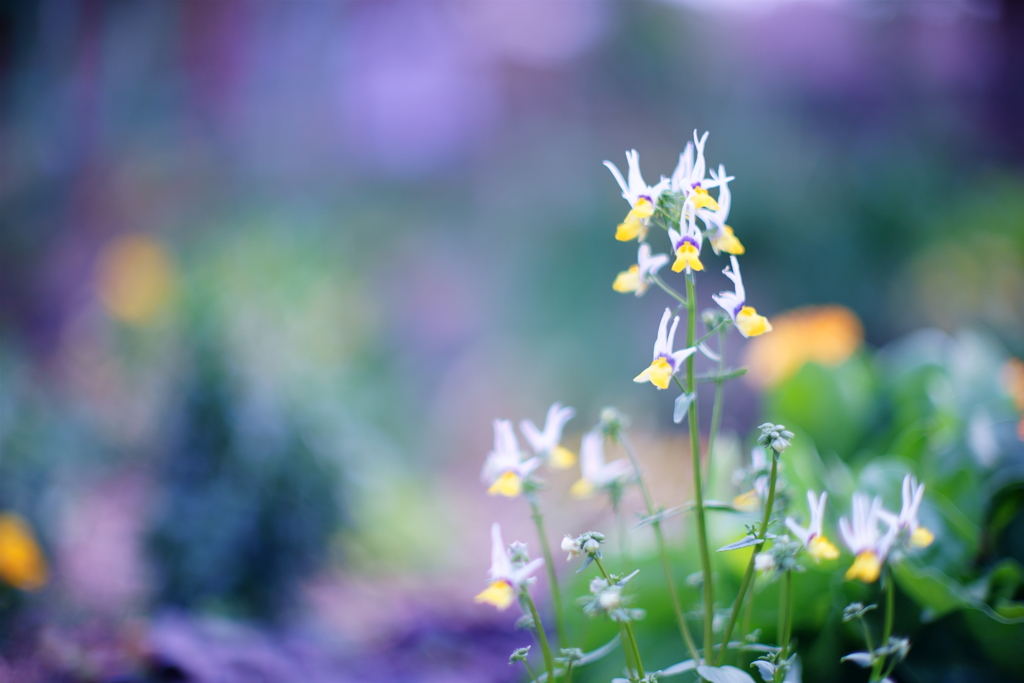 名も知らぬ花