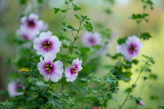 名も知らぬ花に癒された