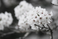 桜便り　2