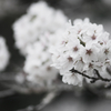 桜便り　2