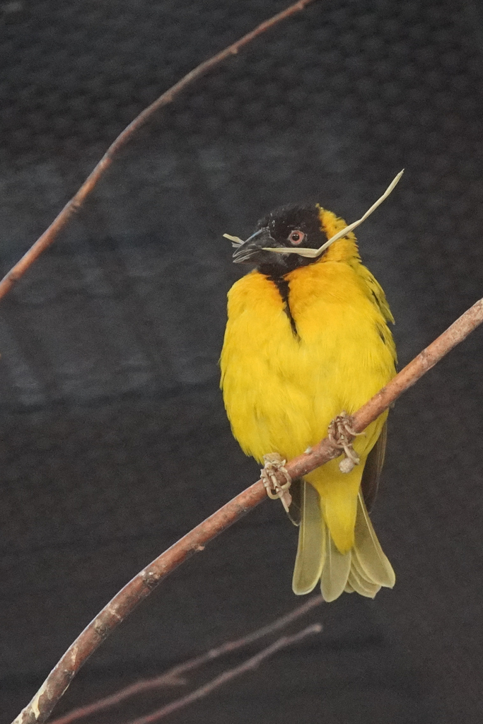 動物園の鳥さん　16　スグロウロコハタオリ