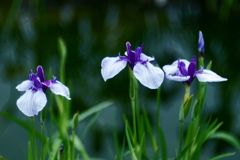 加茂荘の花菖蒲　2