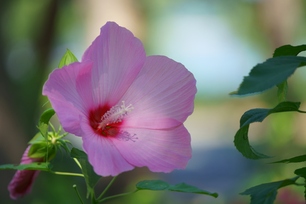 亜米利加芙蓉