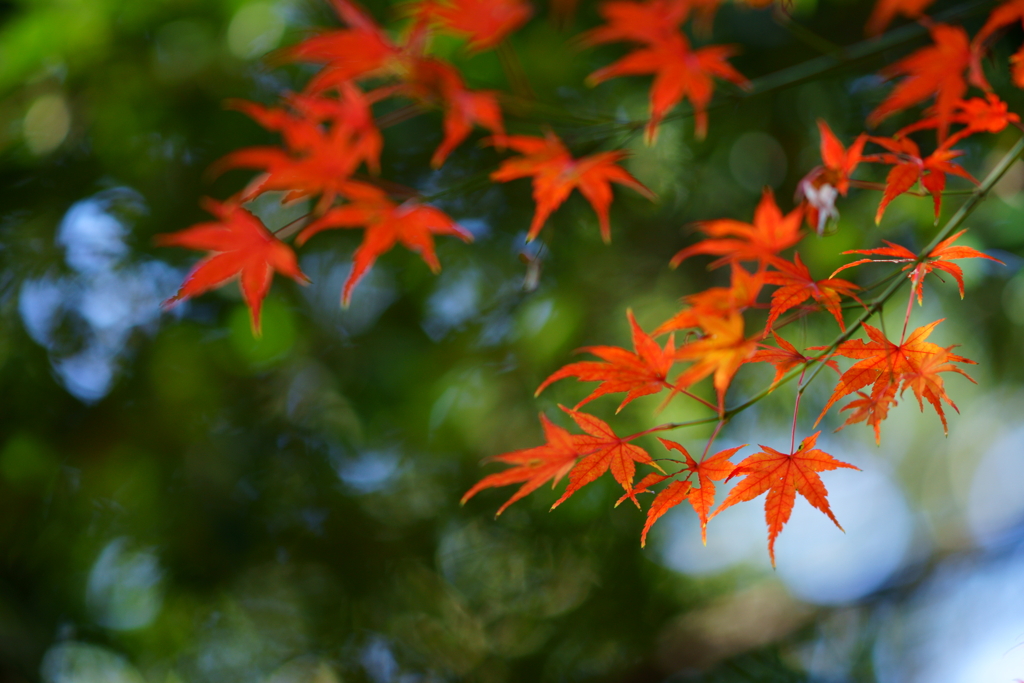 Autumn leaves in the sunlight