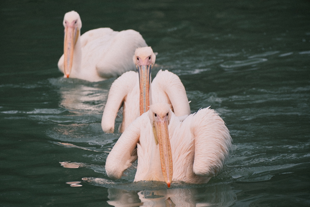 動物園の鳥さん　13　モモイロペリカン